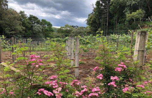 Chalé com Vista para Vinhedo e Natureza - Foto 9