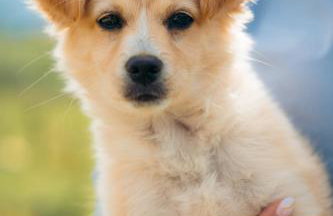 Milea Agritourism - Foto 87