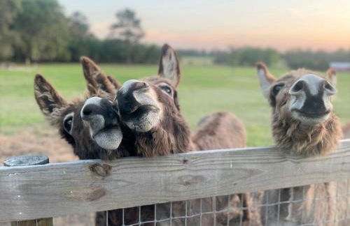 Little Ridge Ranch-East House Quiet Country Getaway-Pet Friendly! - Foto 8