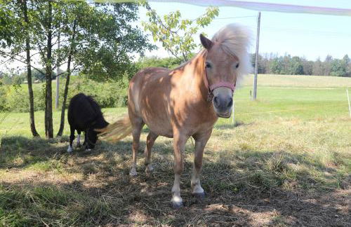 Auszeit mit Weitblick in der Sächsischen Schweiz - kleiner Bauernhof mit Tieren und Wallbox - Foto 32