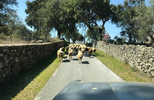 Azeite de Marvão, Olivoturismo casa Mestre do Lagar - Foto 13