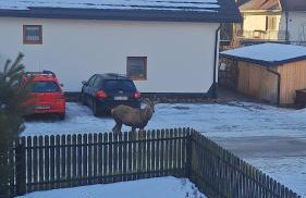 Majkowiczówka - Photo 5