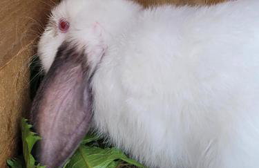 Agroturystyka Kaszuby Villagehome - Foto 46