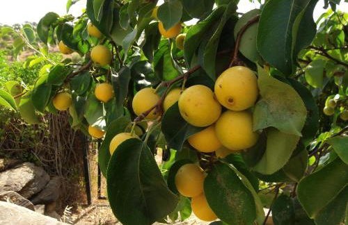 Ninho Da Poupa - Foto 77