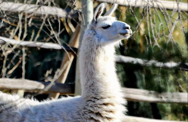 Excursion au Valle del Río Negro + Ecoparc Bubalcó - Photo 8