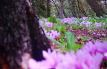 Poggio Roseto - Foto 32