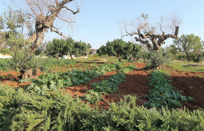 Country Salenthouse - Foto 9