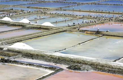 Bird’s Home - Foto 68