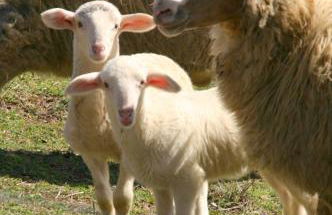 Agriturismo La Guinza - Pool & Relax - Foto 64