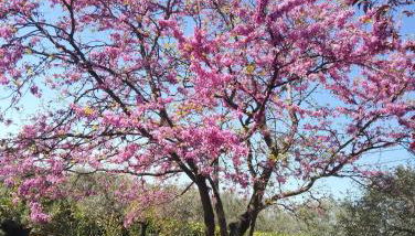 Les Oliviers de Claron - Foto 4