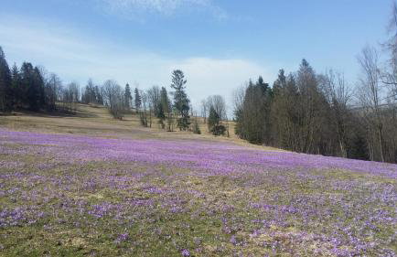 Dom W Krokusach Pokoje Gościnne - Foto 24