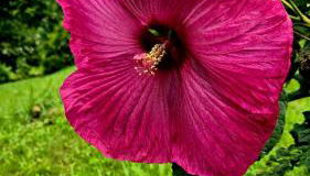 Dogwood Cabin - Foto 4