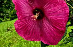 Dogwood Cabin - Foto 4