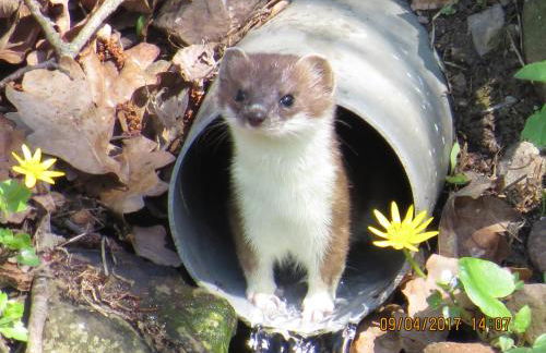 Ferienwohnung Csilla 2 - Foto 34