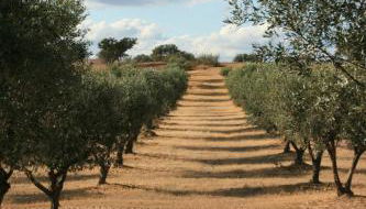 Herdade do Monte Outeiro - Turismo Rural - Foto 5