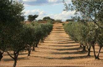 Herdade do Monte Outeiro - Turismo Rural - Foto 5