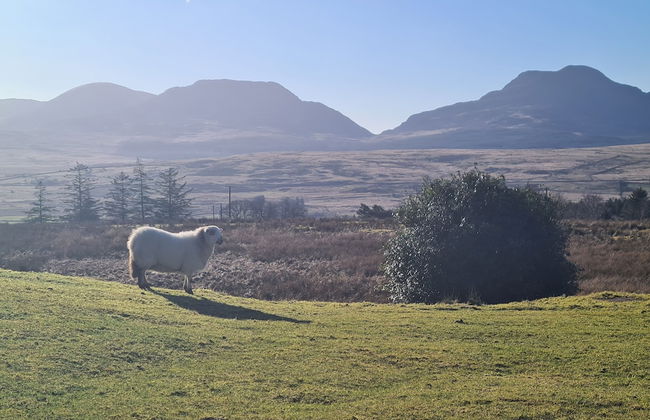 Rhiw Goch Inn Holiday Home - Photo 19