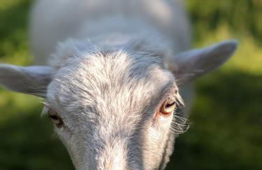 Helenes Ferienwohnung auf dem Bauernhof - Lausitzer Seenland - Foto 30