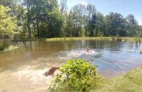 Snug & Secluded Lakeside Shepherds Hut 'Carp' - Foto 44