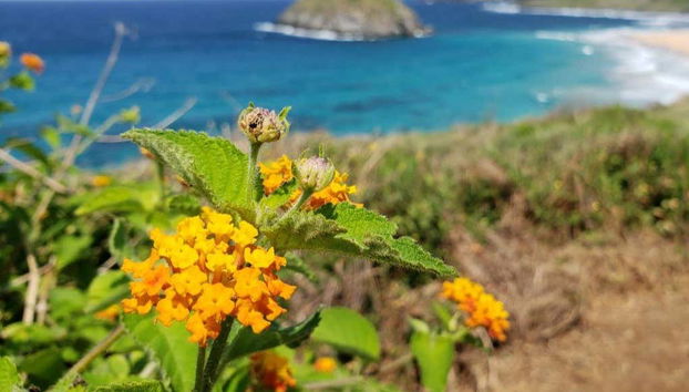 Flores no caminho da Costa Azul