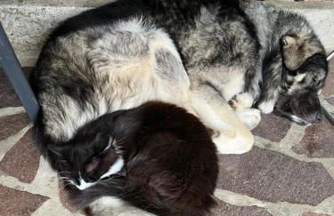 ALTRAVISTA TARZO - Foto 27