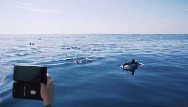 Delfines en el golfo de Tarento