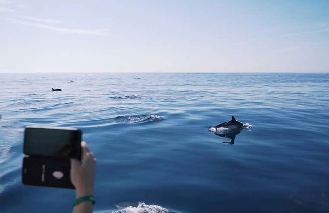 Avistamiento de cetáceos en el golfo de Tarento - Foto 4
