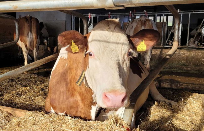 Holiday Flat with Pool Access - Foto 24