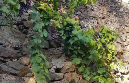 Monolocale con veranda e giardino a Rio Marina - Foto 31