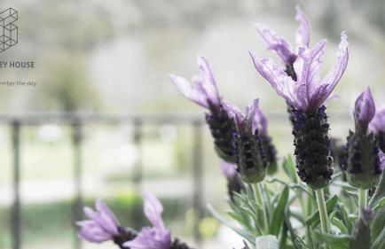 The Grey House - Foto 23