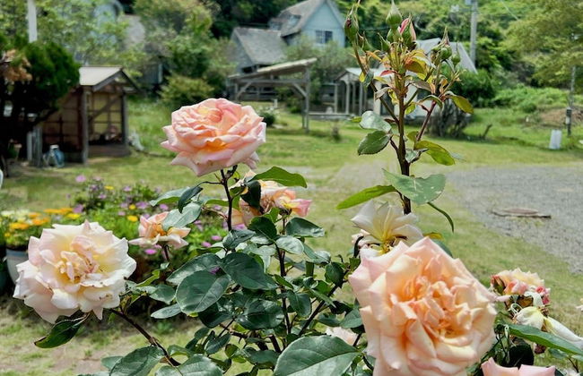 Rental cottage Santorope - Foto 37