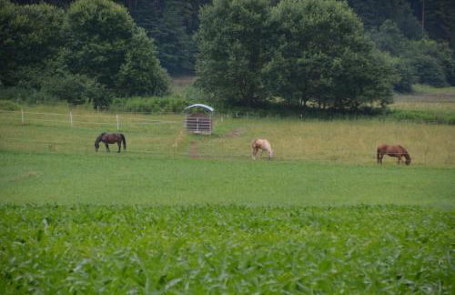 AGRITURISMO MASO PERTENER -adults friendly- - Foto 28