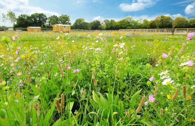 Honeysuckle Farm Hut 4 - Suffolk Farm Holidays - Foto 11