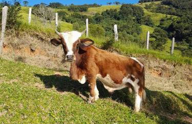 Martins - Foto 41