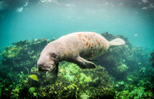 Xcalak Snorkeling Tour - Foto 5