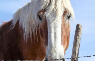 Grand Canyon Western Ranch - Foto 50