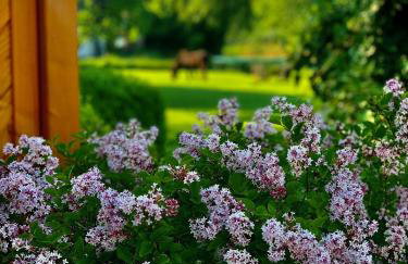 Ferienhaus Norddeichkieker -Nähe Büsum - Foto 32