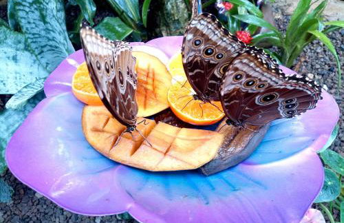 Kinderfreundlich Am Dorflädchen - Photo 10