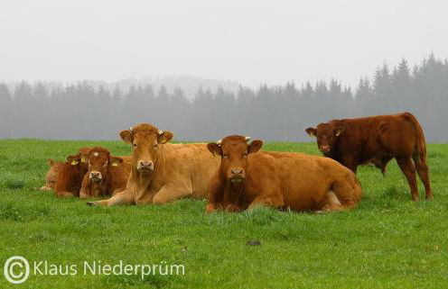 Ferienwohnung Welcome mit Seeblick - Foto 30