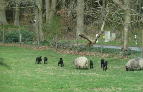 Ferienwohnung Am Walde - Photo 20