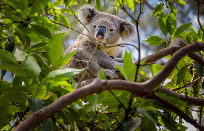 Excursão ao Australia Zoo - Foto 1