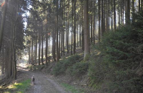 Rothaarsteig Ferienhaus - Photo 7