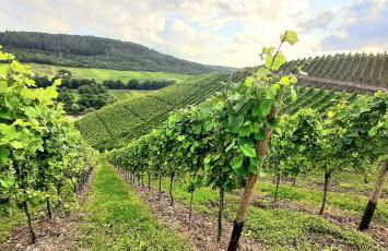 Das AMBIENTE I - Komfortables Wohnerlebnis mit Moselromantik - Herzlich Willkommen - - Foto 25