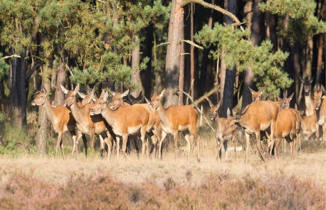 Private Chalet in the Woods - Photo 37