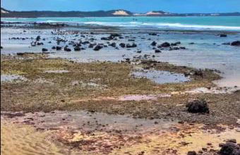 Prestes Exclusive - Pipa Ubaia - Foto 11