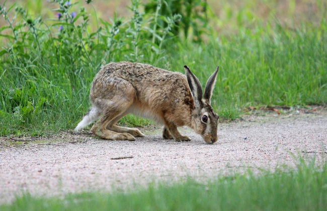 Holiday Home in Lohmen for 4 Person - Photo 22