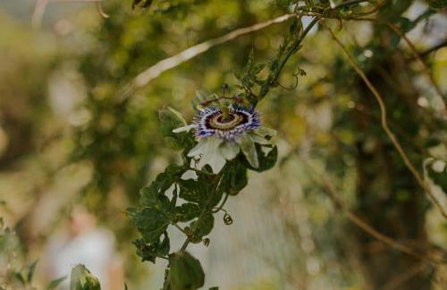 The Passion Fruit House - Photo 53