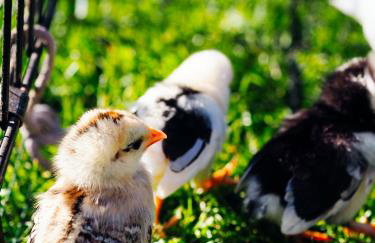 Siedlisko Słoneczny Jar - Foto 40