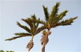 Photo 1 - Palm Trees Apartments